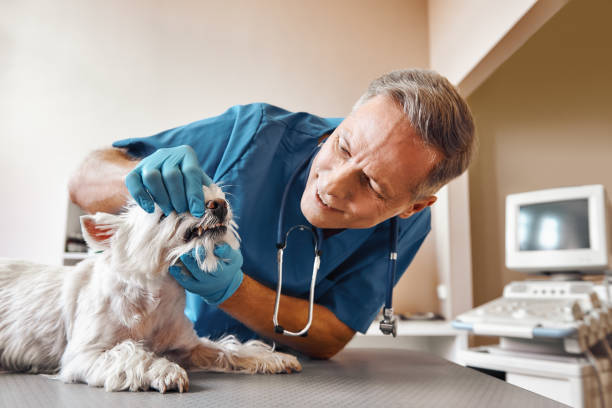 Best Emergency Dental Care for Trauma or Injury in Skippers Corner, NC